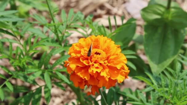 Motyl Czołga Się Pomarańczowy Kwiat Kołysząc Się Bryzę Big Island — Wideo stockowe