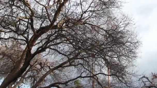 Membros Árvore Carvalho Que Movem Ventos Fortes Com Céu Nublado — Vídeo de Stock
