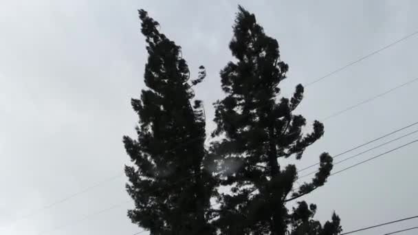 Árvores Altas Evergreen Balançando Ventos Gusty Céu Nublado Com Chuva — Vídeo de Stock