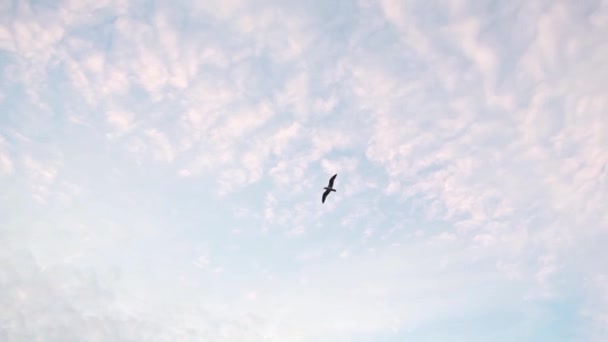 Möwe Gleitet Wolkenverhangenem Blauem Himmel Handheld Shot Mit Leuchtturm Ende — Stockvideo