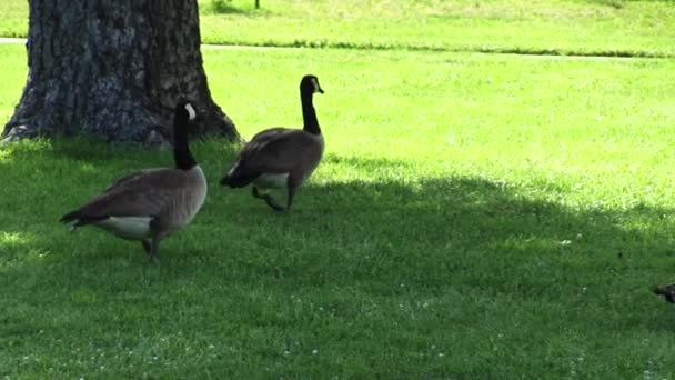 나무의 그늘에 공원에서 잔디에 캐나다 게이즈 스톡 비디오