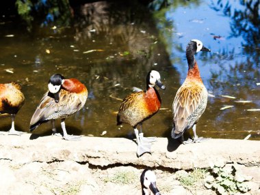 Üç Beyaz Yüzlü Islık Ördeği Gölün kenarında Küçük Duvarda Duruyor 