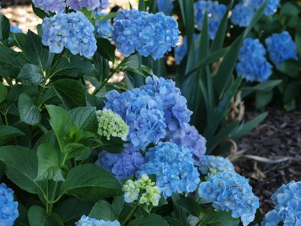 Flores Hortênsia Azul Livre Com Folhas Verdes Plantas Sombra Fotos De Bancos De Imagens Sem Royalties