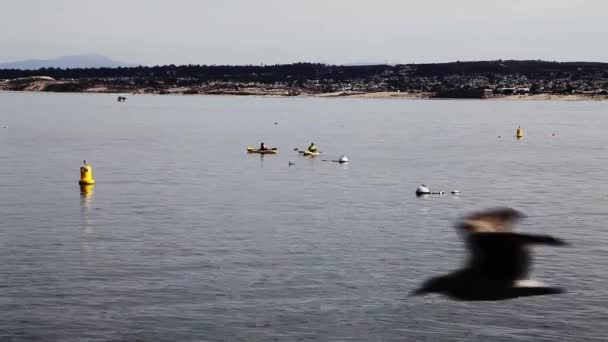 Dva Žluté Kajaky Monterey Bay Pohybující Kolem Bílých Kotvících Bójí Royalty Free Stock Video