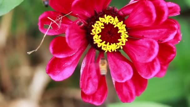 Detailní Záběr Dvou Včel Červeném Žlutém Květu Big Island Havaj Videoklip