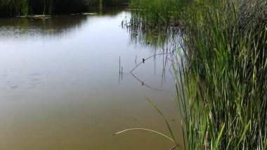 Kaliforniya sulak alanları Yeşil sazlıklarda oturan küçük kuş ve küçük dalgalı büyük gölet 