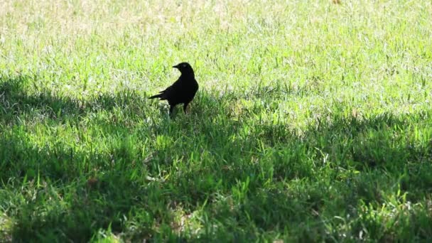 Černý Pták Stojící Kráčející Zelené Trávě Stínu Stromu Stock Video