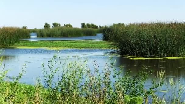 Agua Plantas Verdes Muestran Los Efectos Los Vientos Los Humedales — Vídeo de stock