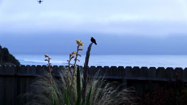 Kolibřík Přistání Sedí Rostliny Přičemž Let Oceánu Vln Zataženo Oblohy Stock Záběr