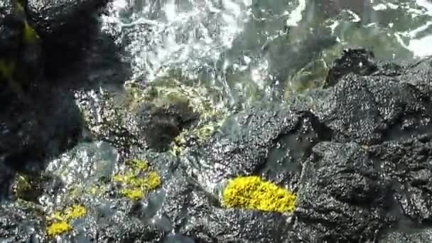 Морські Хвилі Чорних Вулканічних Скелях Жовтими Рослинами Кона Гаваї — стокове відео
