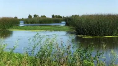 Rüzgarda Sallanan Bitkiler Kaliforniya 'da Islak Topraklar Su Ağaçları Mavi Gökyüzü