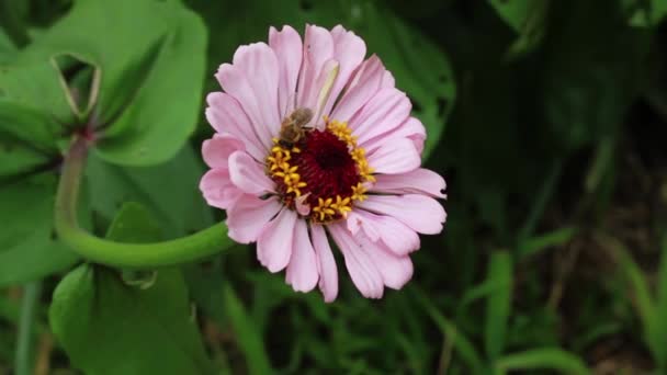 蜜蜂在粉色和黄色花的特写镜头夏威夷大岛采集花粉 — 图库视频影像