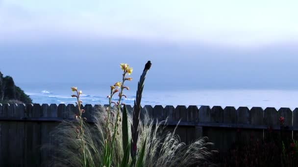 Hummingbird Atterraggio Sulla Pianta Con Onde Oceaniche Background Cielo Coperto — Video Stock