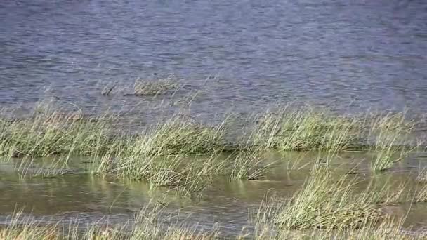 Gröna Vass Blåser Vinden Med Vågor Big Bear Lake Södra Royaltyfri Stockvideo