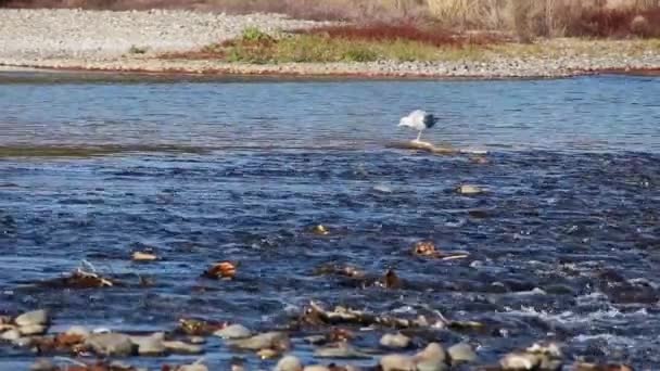 Single Seagull American River Standing Rock Preening California — Stok Video