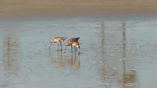 Tre Sandpiper Fåglar Utfodring Wet Sand Beach Oceanside Kalifornien Royaltyfri Stockvideo