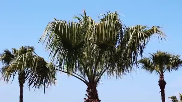 Grön Palm Träd Fronds Svajande Mild Vind Mot Blå Himmel Royaltyfri Stockfilm