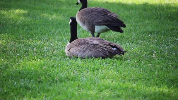Δύο Canada Geese Στο Πράσινο Γρασίδι Τρώει Και Κάθεται Στη Βίντεο Κλιπ