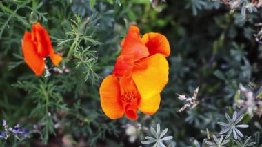 Kaliforniya Altın Gelincik Çiçekleri Yeşil Bitkilerle Hafif Rüzgarda Hareket Ediyor