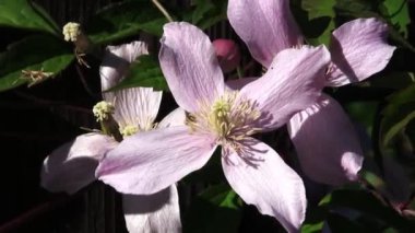 Soluk Pembe Çiçek ve Yeşil Yapraklar Himalaya Clematis Rüzgarında Hareket Ediyor