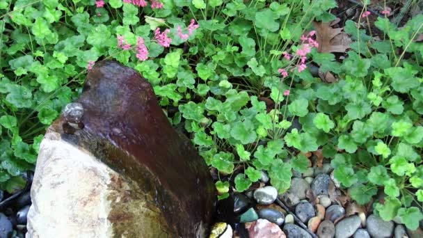 Titta Ner Rock Water Fontän Med Gröna Växter Och Korallkulor — Stockvideo