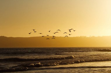 Gölge Martı Sürüsü Günbatımında Uçuyor Okyanus Dalgaları Üzerinde Coroado California