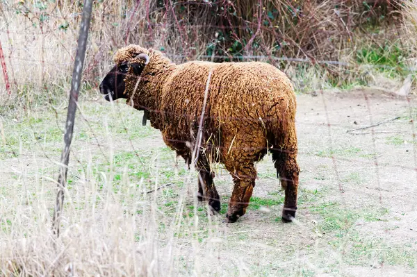 站在加州铁丝网后面的小农场上的单头棕色绵羊 图库图片