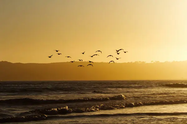 Silhouette Flock Seagulls Flying Sunset Sky Ocean Waves Coroado California Stock Photo