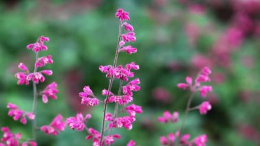 Mercan Çanı Çiçekleri Yeşil Arkaplanda Hafif Rüzgarda Hareket Ediyor