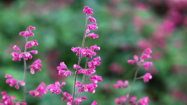 Coral Bell Flowers Moving Gentle Wind Green Background 스톡 푸티지