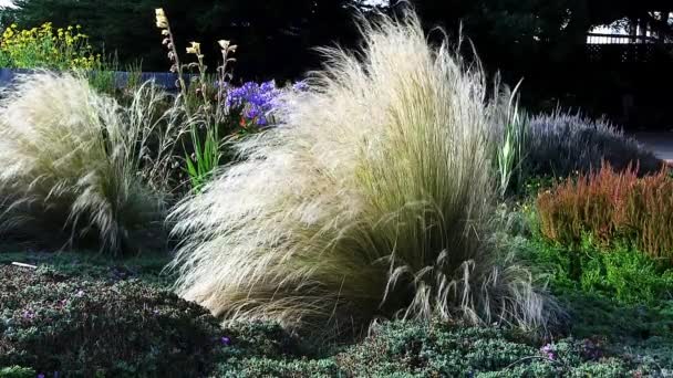 Long Sea Grass Blowing Gentle Wind Garden Ground Cover Flowers lizenzfreies Stockvideo