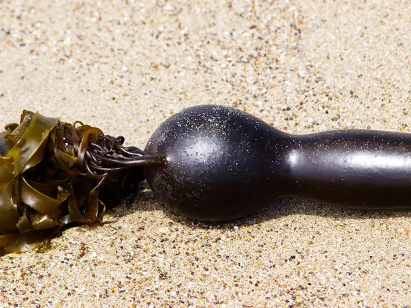 Closeup Seaweed Bulb Leaves Sand Small Pebbles Beach Ліцензійні Стокові Зображення