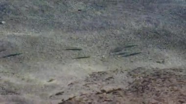 Küçük Balık Sığ Okyanusta Yüzüyor Tahiti Suyu Fransız Polinezyası Güney Pasifik