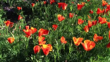 Kaliforniya Altın Gelincik Çiçekleri Yeşil Sapıklarla Rüzgarda Hareket Ediyor