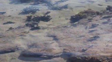 Küçük Balıklar Sığ Okyanusta Yüzüyor Tahiti Suyu Fransız Polinezyası Güney Pasifik El bilgisayarı 