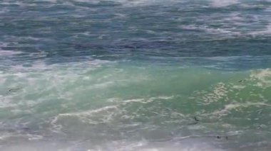 Deniz yosunlarının Kaliforniya Marina Eyalet Sahili Dalgalarında Yüzüşünün Sıkı Çekimi