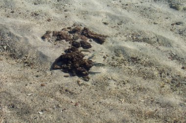 Küçük Balık ve Sandy Bottom Sığ Okyanus Suyunda Resifin İçi Tahiti Papeete Fransız Polinezyası Güney Pasifik