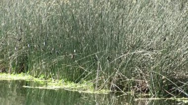 Kuşlar yeşil sazlıklarda oturuyor Gölün kenarında ve uçuyor 