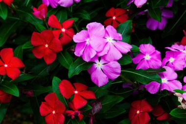 Moorea Fransız Polinezyası Kırmızı ve Mor Çiçekler Yeşil Yapraklı Güney Pasifik