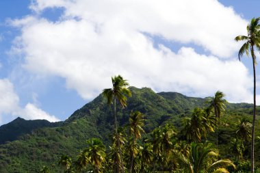 Moorea Fransız Polinezyası Hindistancevizi Ağacı Tepesi Yeşil Dağlar Mavi Gökyüzü ve Güney Pasifik Beyaz Bulutları