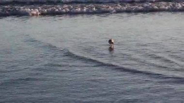 Sandpiper Kuşu Dalgalarda ve Islak Kumsalda Yansımalarla Yürüyor