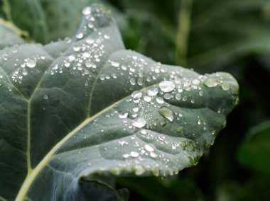 Bahçede su damlacıklarıyla yeşil yapraklı sebze.