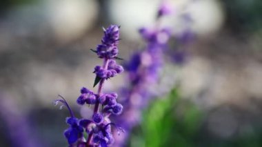 Mor Çiçek Tomurcukları Odaklanamayan Arkaplanda Rüzgarda Sallanıyor