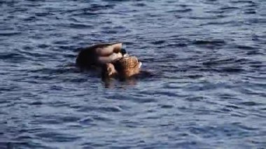 Ördekler Başlarla Yüzüyor Suyun altında Erkek ve Dişi Besleniyor