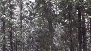 Arka planda Çam Ağaçlarıyla Hızla Düşen Kar Yosemite California