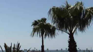 Rüzgarda sallanan palmiye ağaçlarının tepeleri Okyanus kenarındaki California 'da