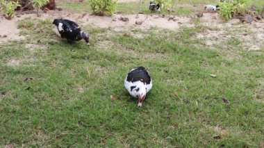 Siyah ve Beyaz Ördekler, Güney Pasifik 'teki Moorea Fransız Polinezyası' nda Besleniyor ve Yürüyor