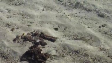 Küçük balıklar sığ okyanusta yüzüyor Tahiti 'de Kum Papetosu üzerinde gölgeli Fransız Polinezyası Güney Pasifik