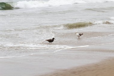 Kum Sahili Kaliforniya 'sında Farklı Renkte Sörf yapan İki Martı 
