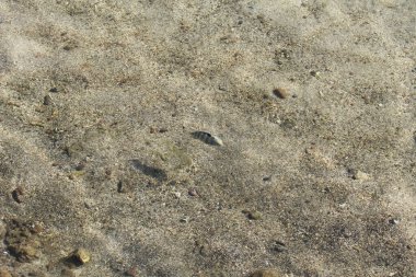 Sandy Bottom Papeete Fransız Polinezyası Güney Pasifik ile Sığ Suda Yüzen Tropikal Balıklar